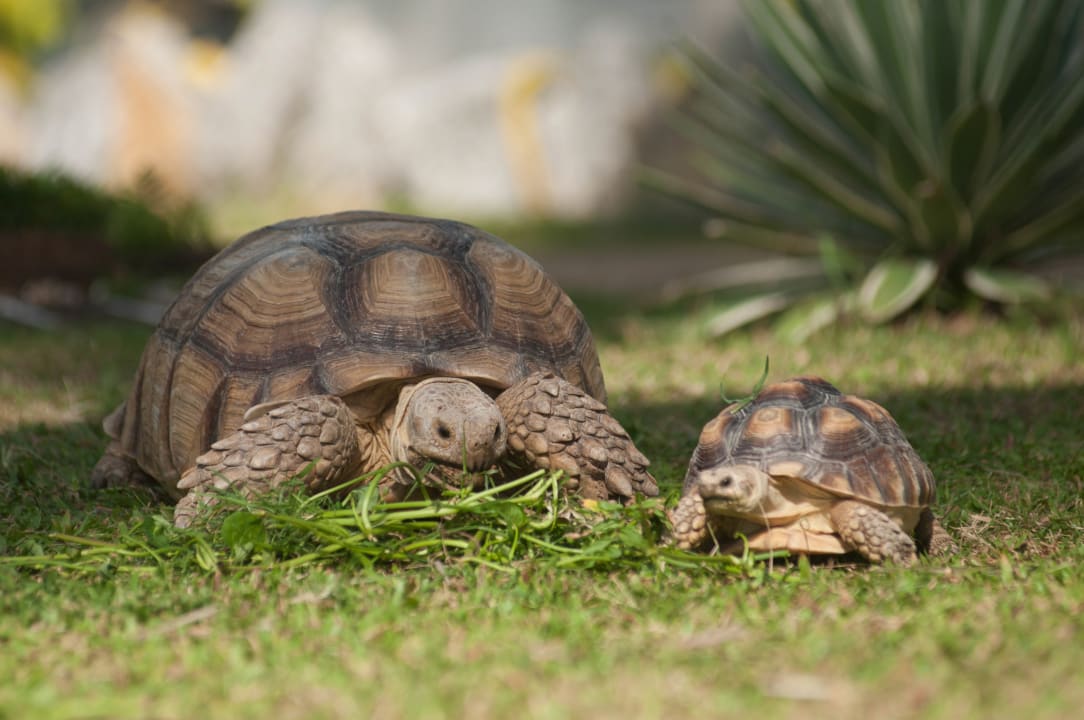 Sonstiges Thavorn Palm Beach Resort Phuket