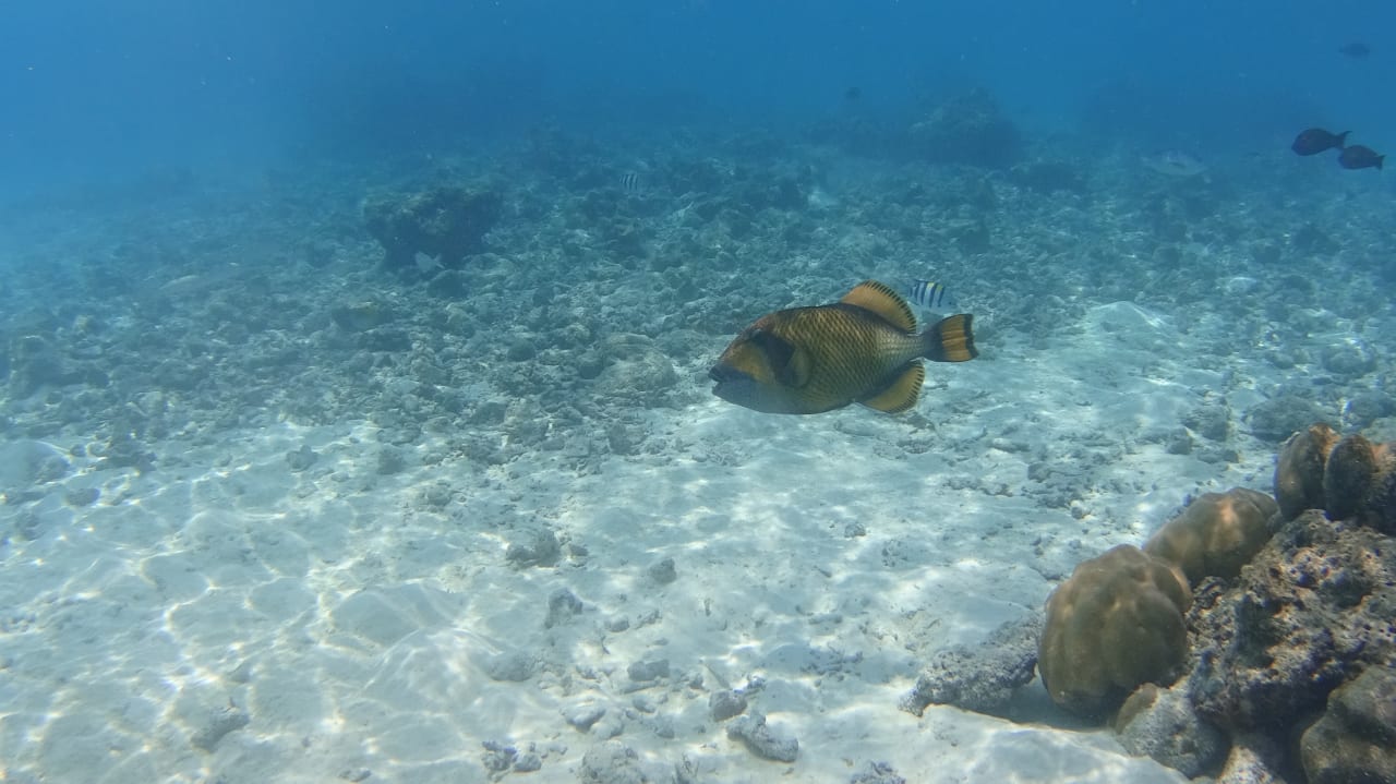 Sonstiges Summer Island Maldives