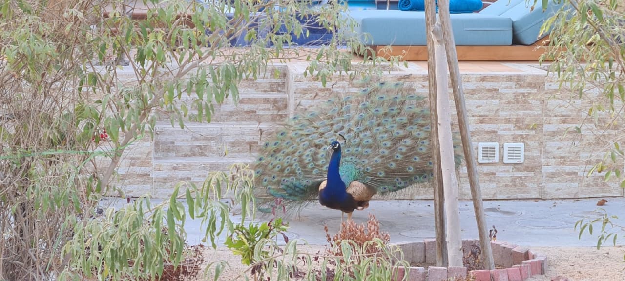 Sonstiges Anantara World Islands Dubai Resort