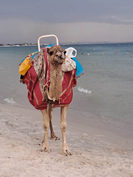 Strand Calimera One Resort Jockey