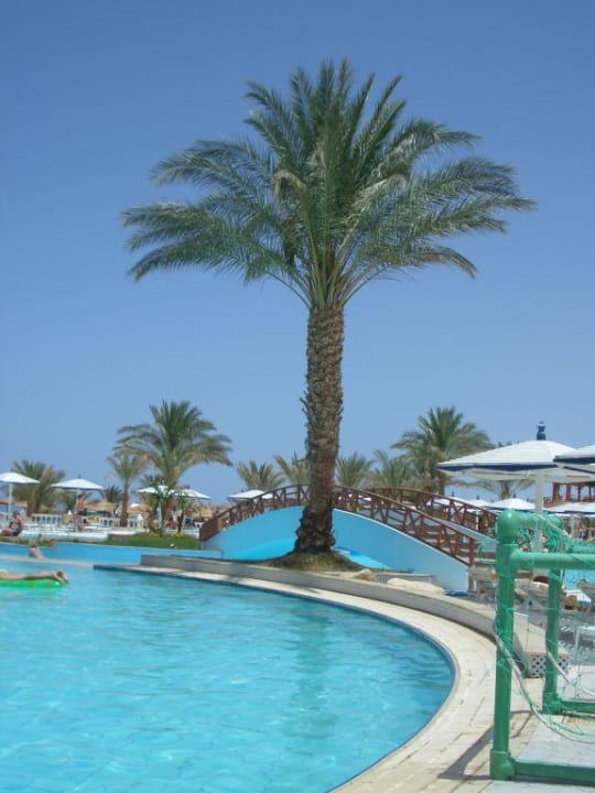 Palme am active Pool Beach Albatros Resort