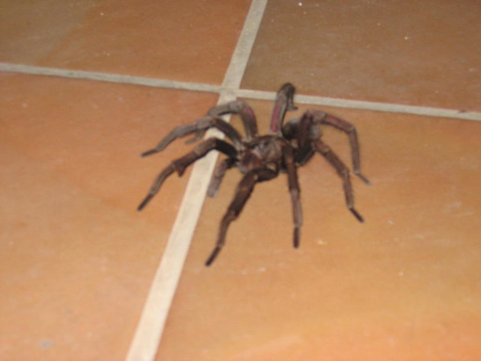Dessert teller grosse vogelspinne Grand Sirenis Punta Cana Resort & Aquagames