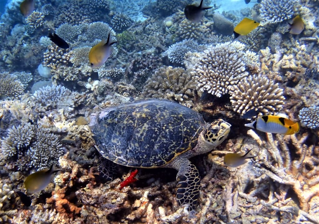 Sport & Freizeit Filitheyo Island Resort