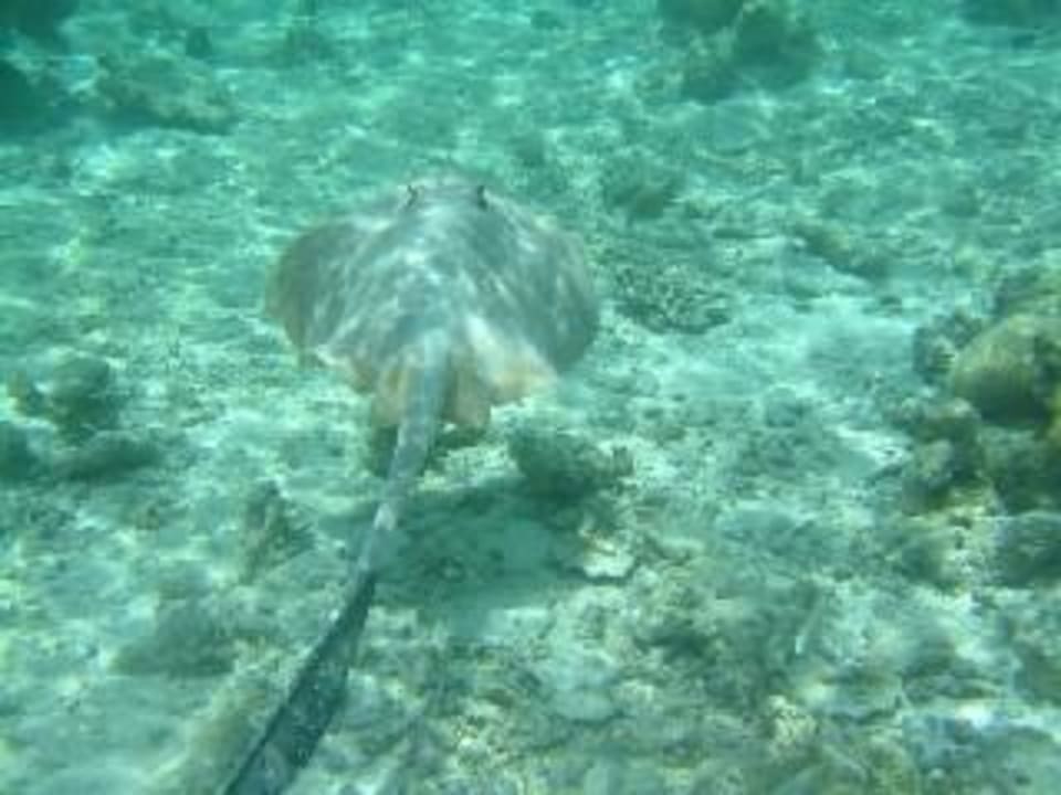 Unterwasser Eri Maldives