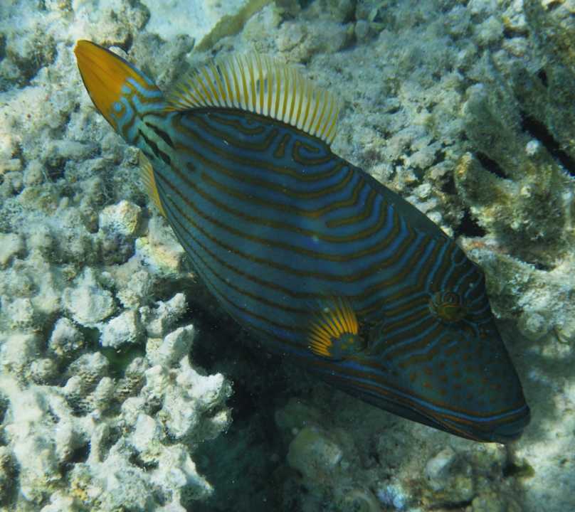 Sport & Freizeit Diamonds Thudufushi