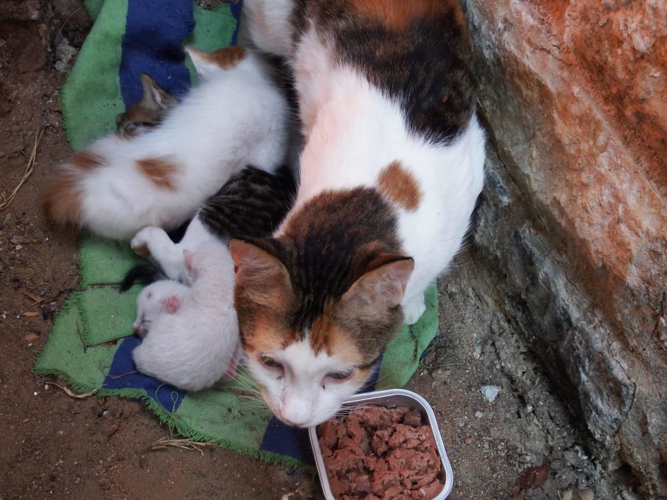 Katzen in der Anlage Arabia Azur Resort