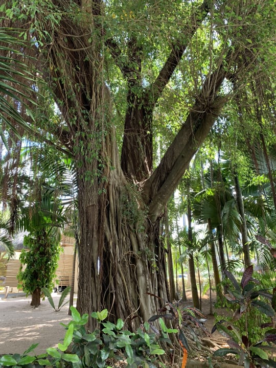 Gartenanlage Lagoon Attitude - Adults only