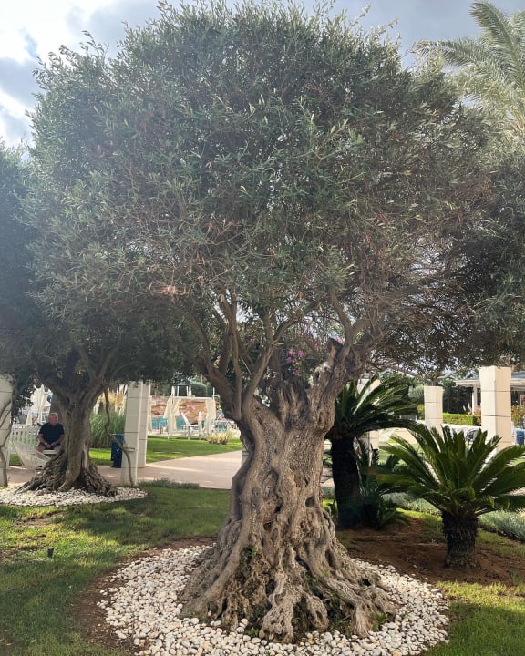 Gartenanlage Hotel Cala Millor Garden - Adults only