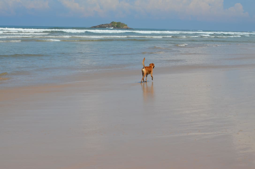 Strand vorm Hotel Occidental Eden Beruwala, a member of Barcelo Hotel Group