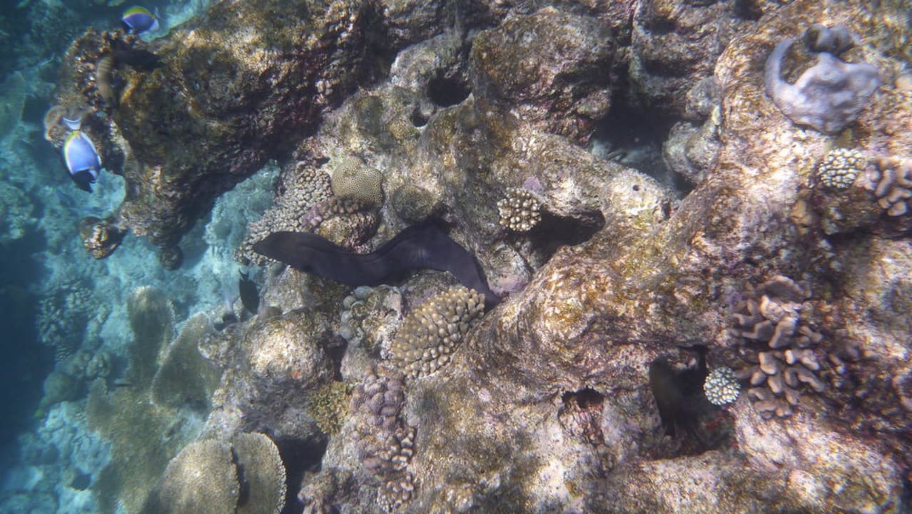 Muräne Kuramathi Maldives