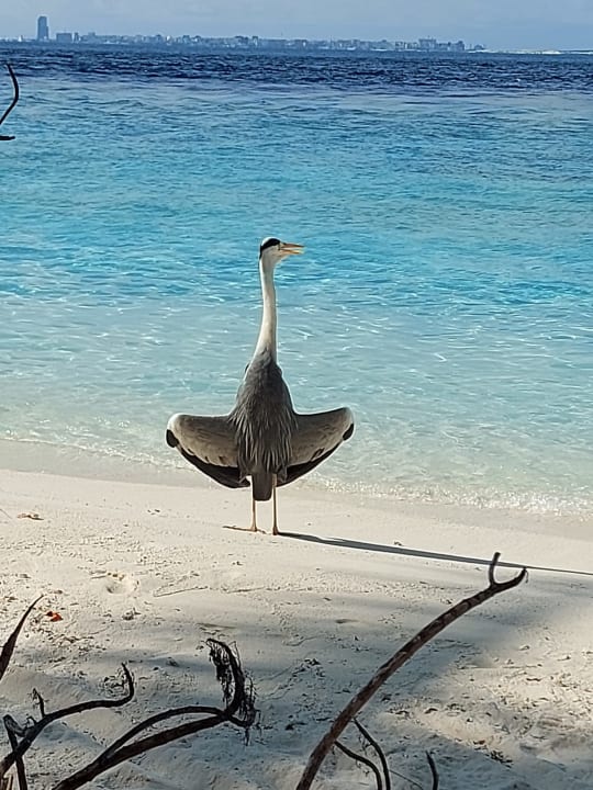 Strand Embudu Village