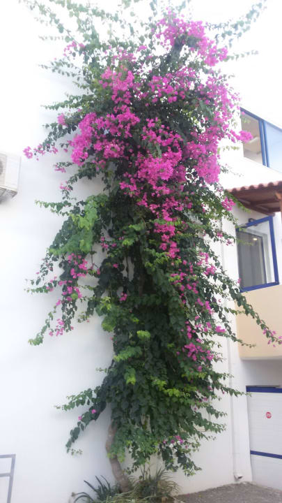 Ranke an der hotel Wand. Hotel Kathrin Beach