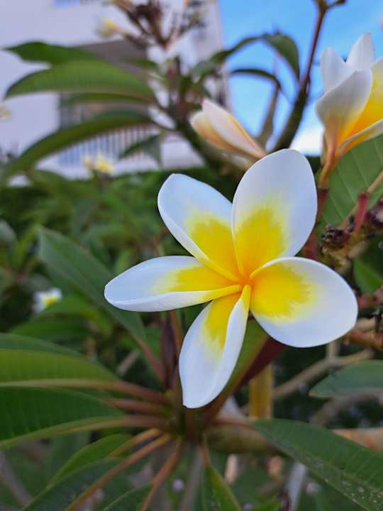 Gartenanlage Steigenberger Coraya Beach - Adults only