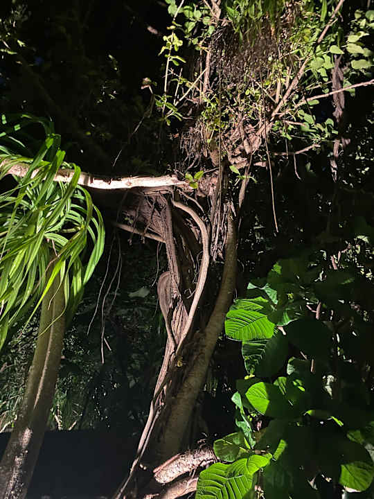 Gartenanlage Kuredu Island Resort & Spa