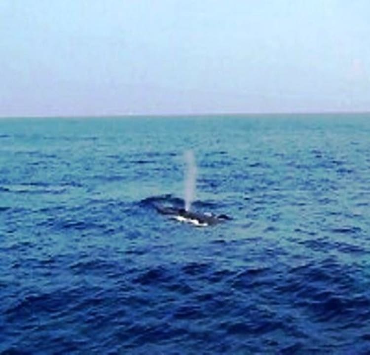 Whales frolicking off Mirissam we arrange tours Homestay Strand