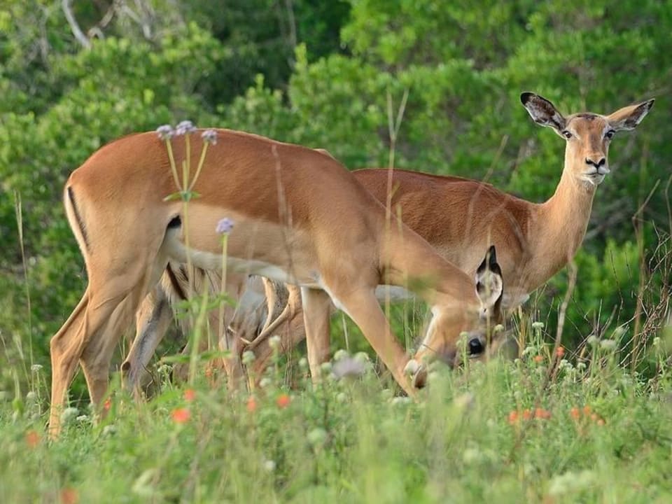 Gazelle Shimba Hills Lodge