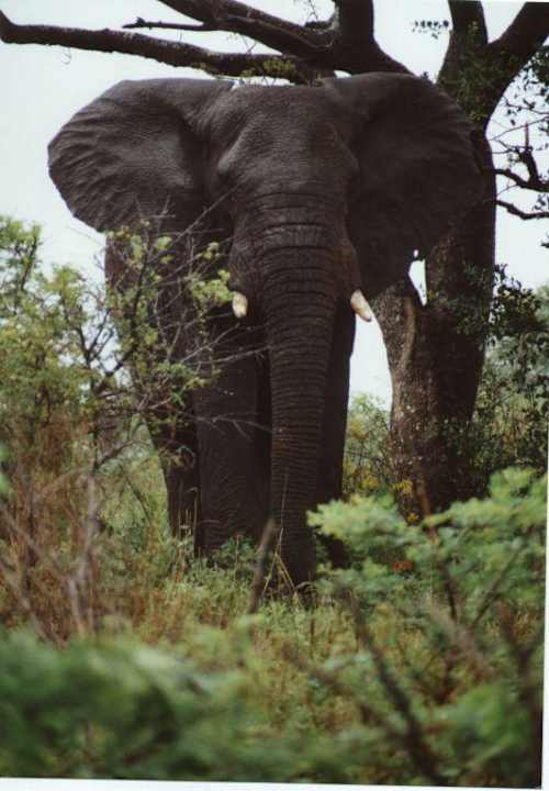 Eine Riesentier in ca. 50 m Entfernung Hotel Hluhluwe Umfolozi Hilltop Camp