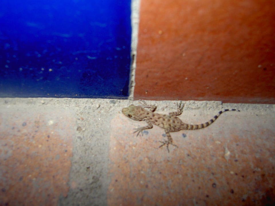 Geco Jaz Makadi Oasis Resort