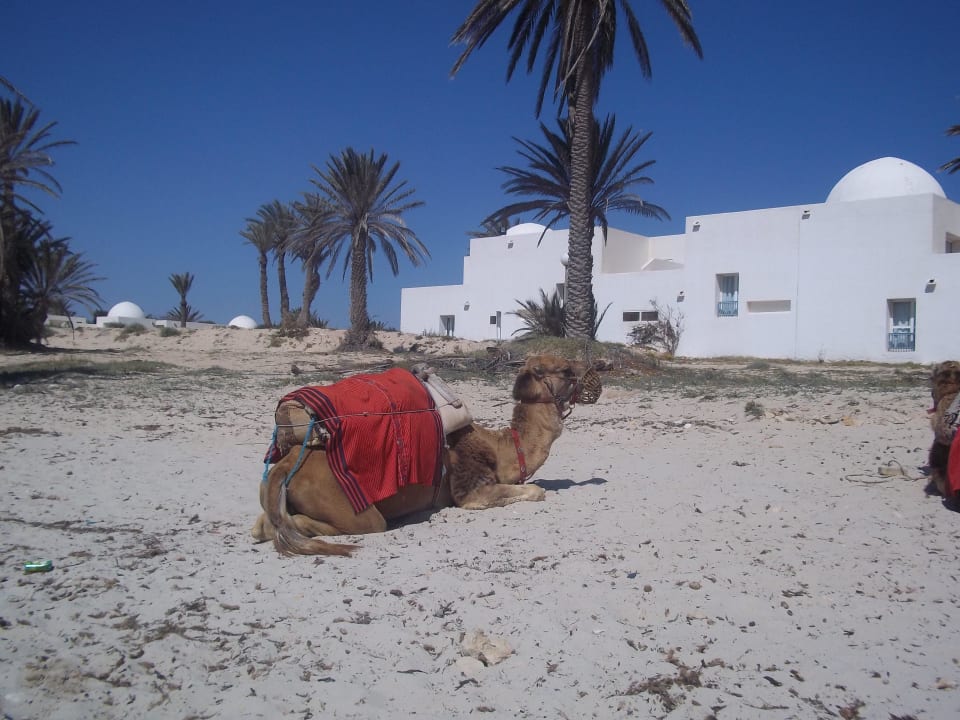 So schön Hotel El Mouradi Djerba Menzel