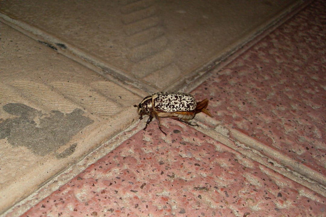Besucher in den Nächten Hipotels Mediterraneo Club