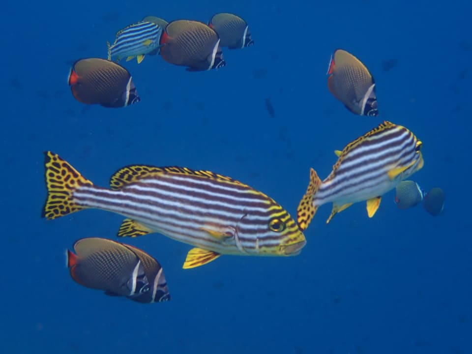 Sonstiges NH Collection Maldives Reethi Resort