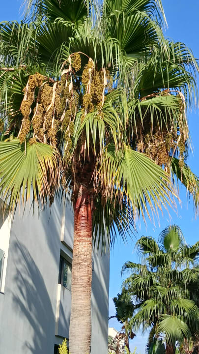 Gartenanlage Globales Condes de Alcudia