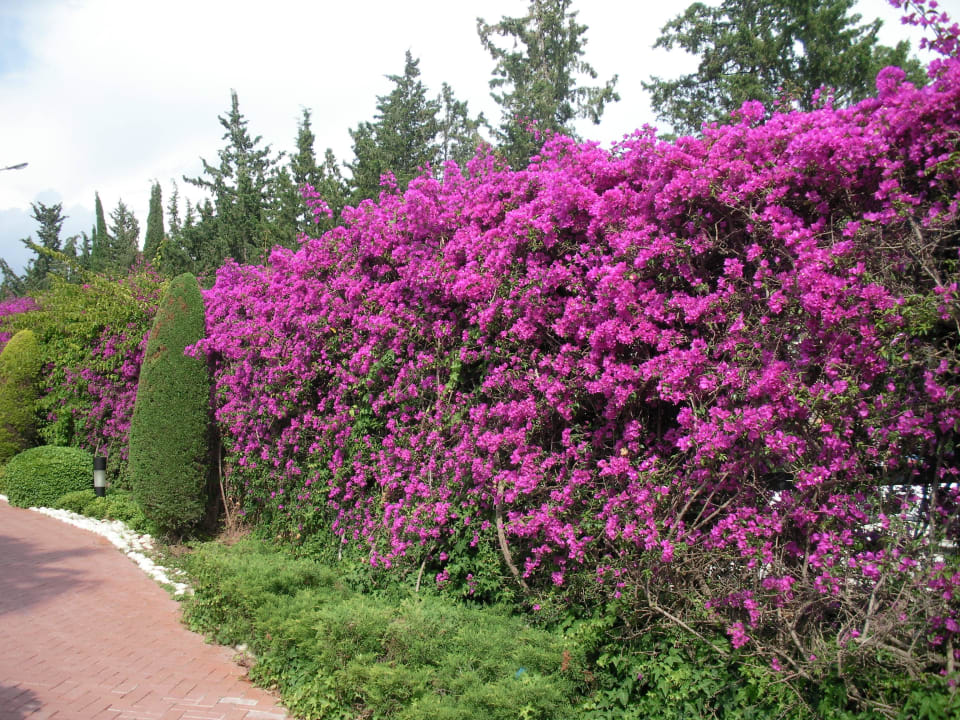 Tolle Pflanzen Side Star Elegance