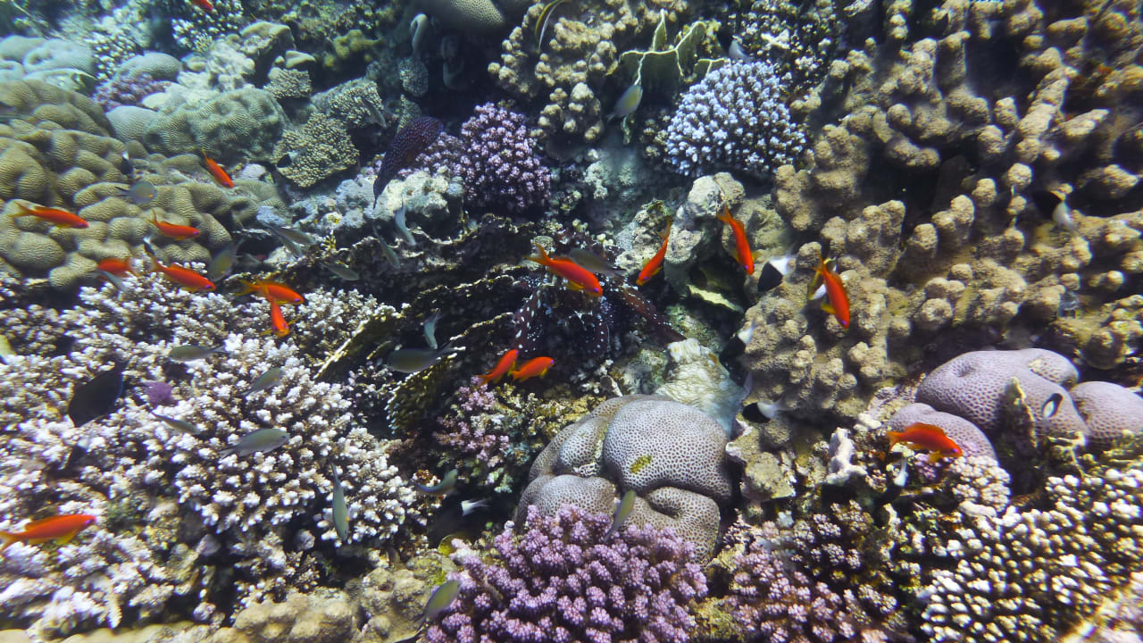 Sport & Freizeit Three Corners Sea Beach Resort