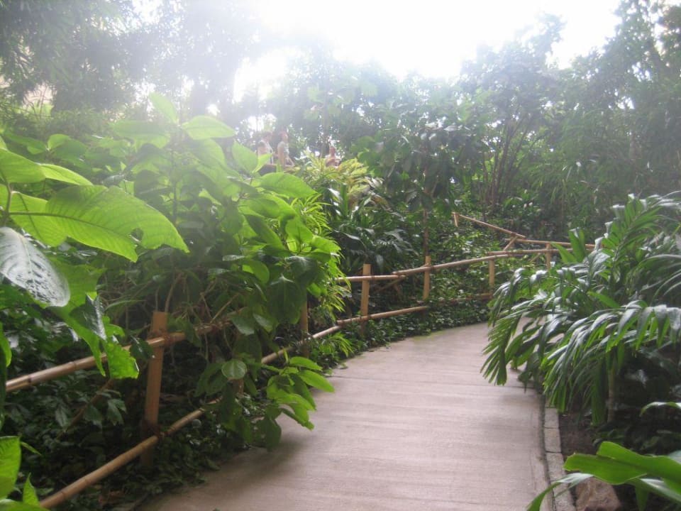 Im Regenwald Tropical Islands Resort