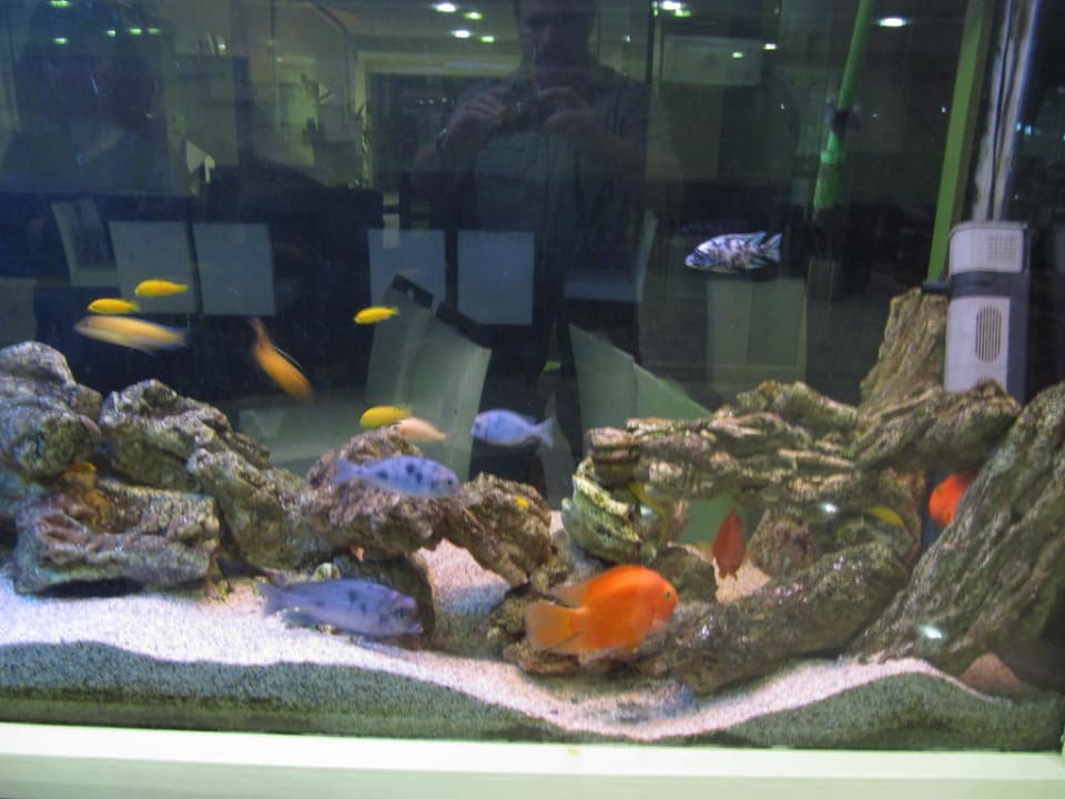 Aquarium in der Lobby Termal Hotel Kirci