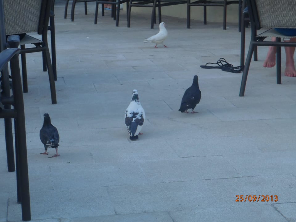 Haustauben an der Poolbar TRS Turquesa Hotel - Adults only