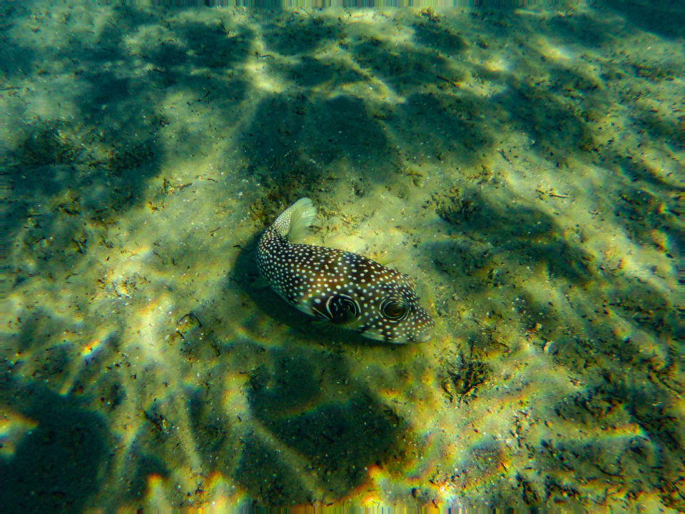 Sport & Freizeit Steigenberger Coraya Beach - Adults only