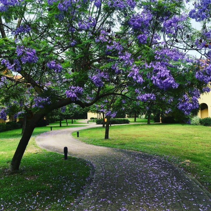 Gartenanlage Falkensteiner Club Funimation Garden Calabria