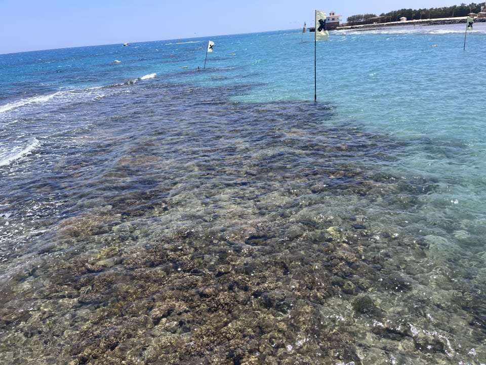 Sport & Freizeit Desert Rose