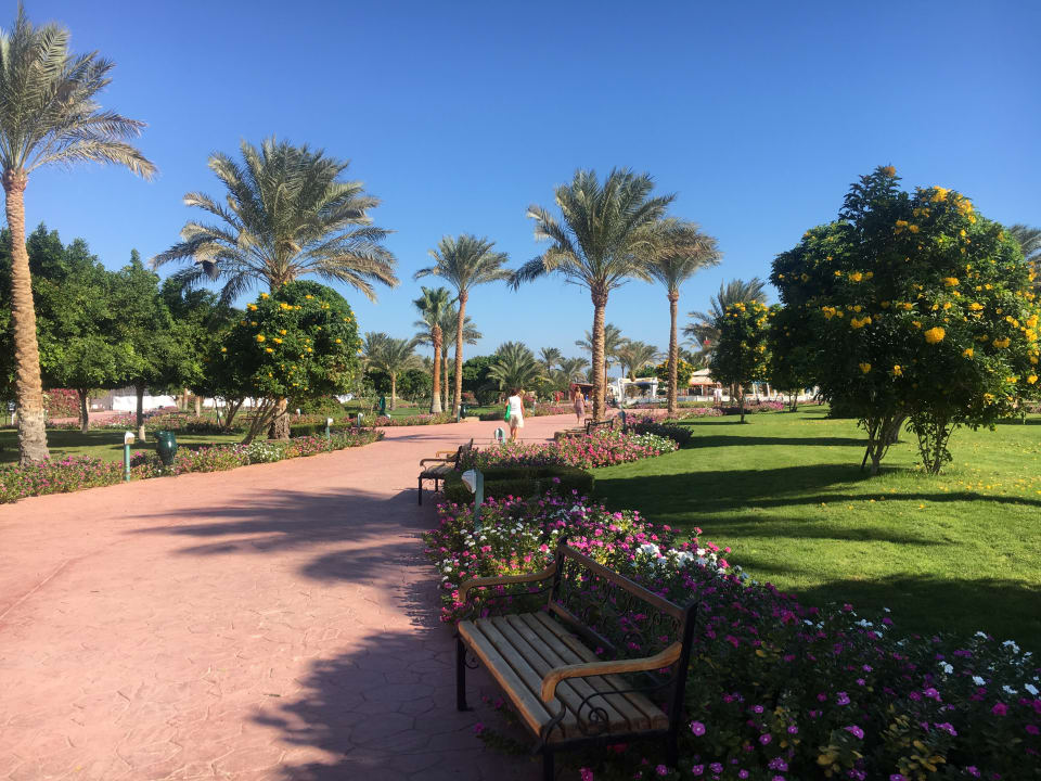 Gartenanlage Desert Rose