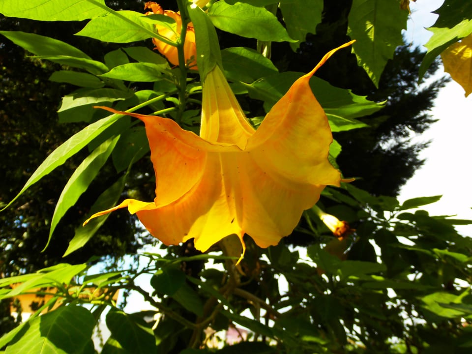 Sonstiges Saturn Palace Resort Hotel