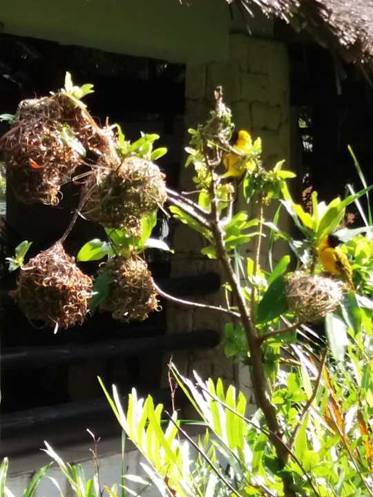 Gartenanlage Hotel Southern Palms Beach Resort