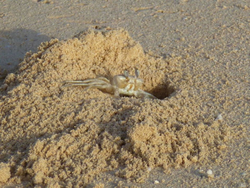 Strandbewohner Hotel Riu Touareg