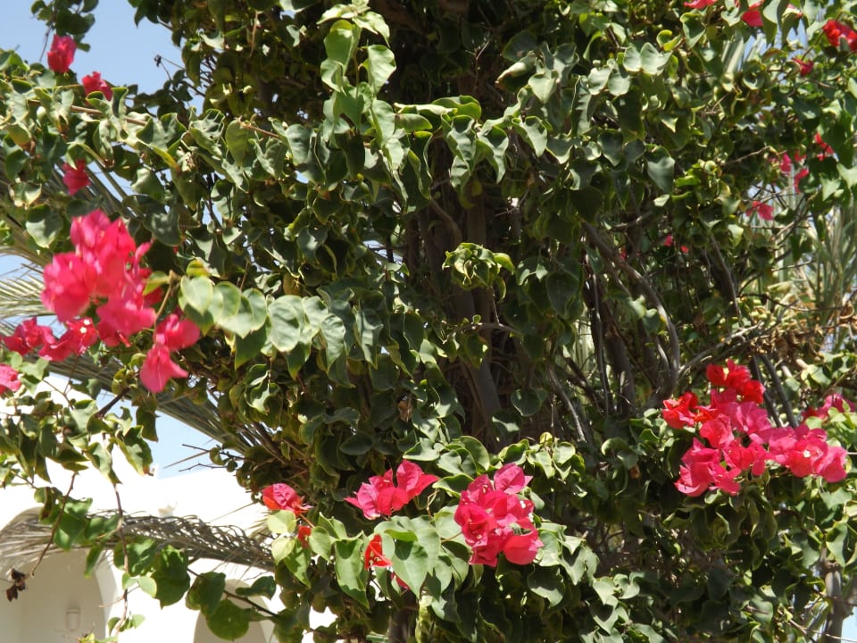 Blumen Sentido Djerba Beach