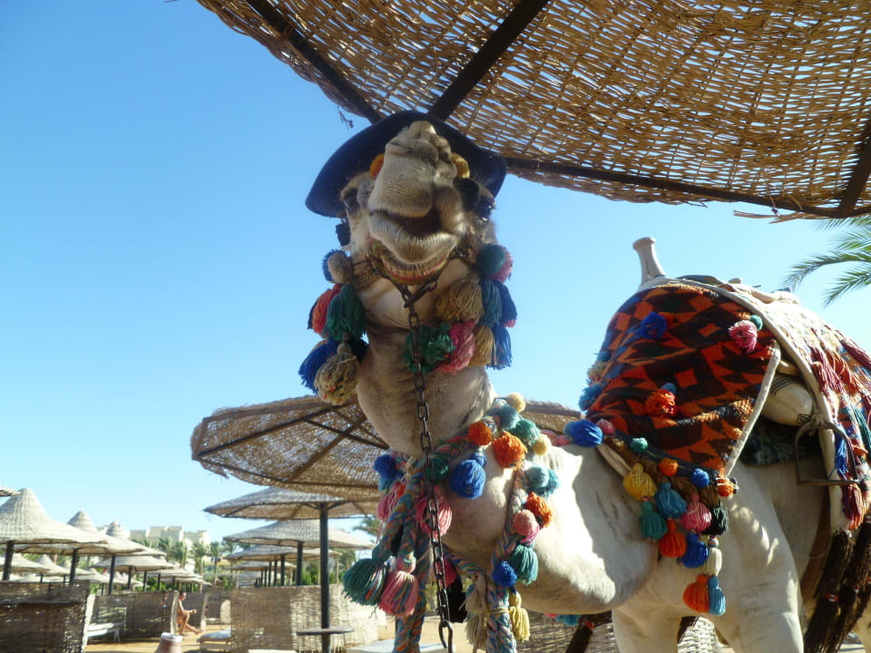 Nette Bekanntschaft am Strand Riviera Aqua Park Resort