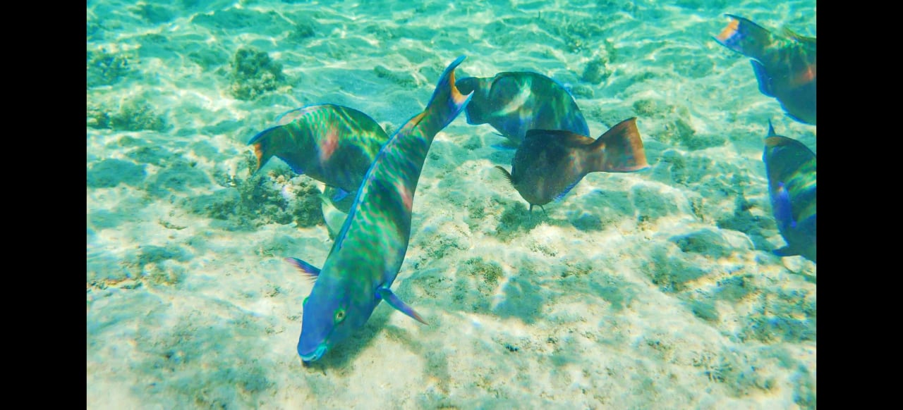 Sport & Freizeit Baron Palace Sahl Hasheesh