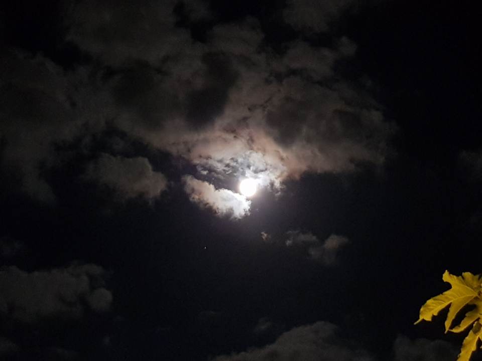 Ausblick Cactus Royal