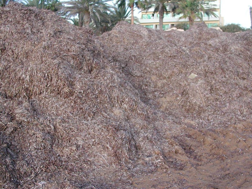 Neben dem Hotel TUI BLUE Pioneer Beach