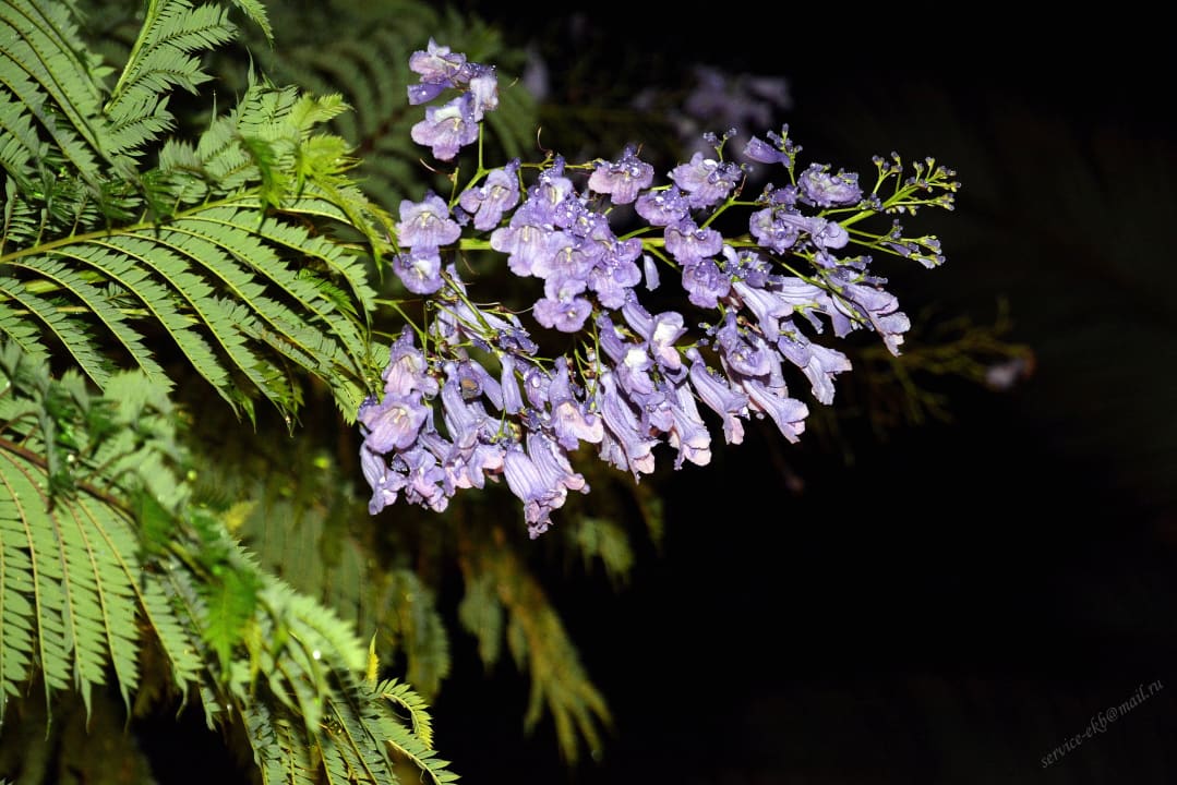 Delphin Imperial Hotel Delphin Imperial