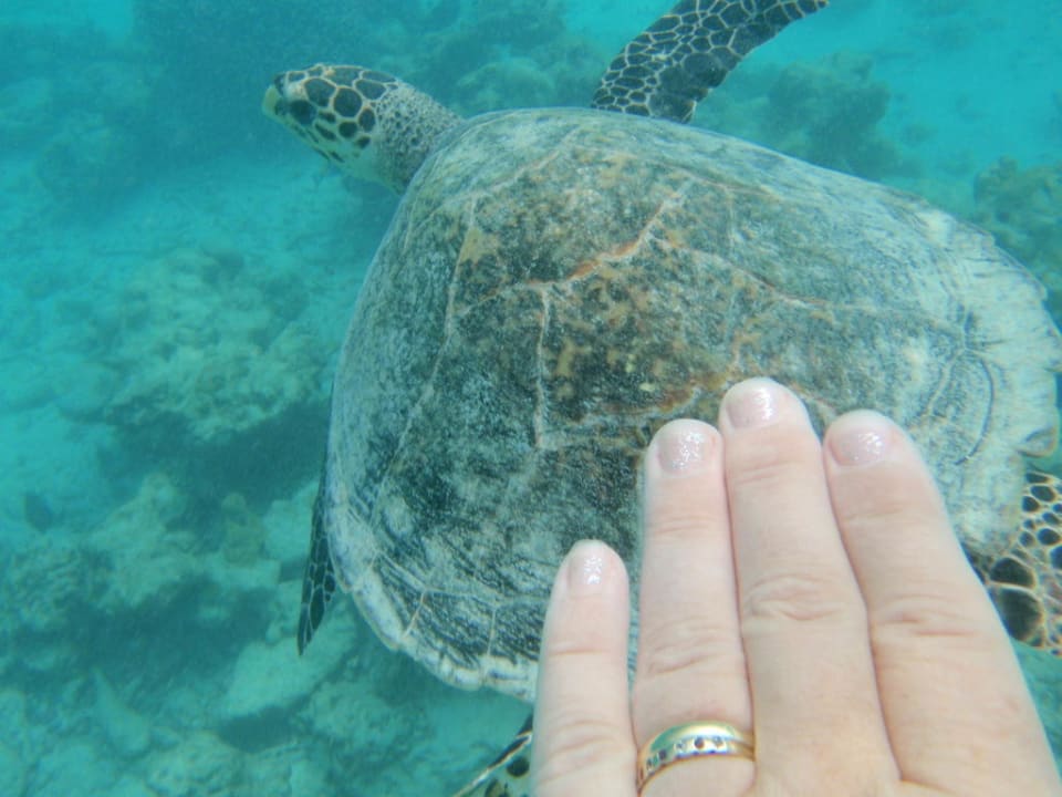 Turtle Summer Island Maldives