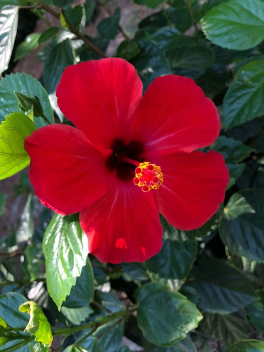 Gartenanlage alltoura Club Hotel Porto Angeli Beach Resort