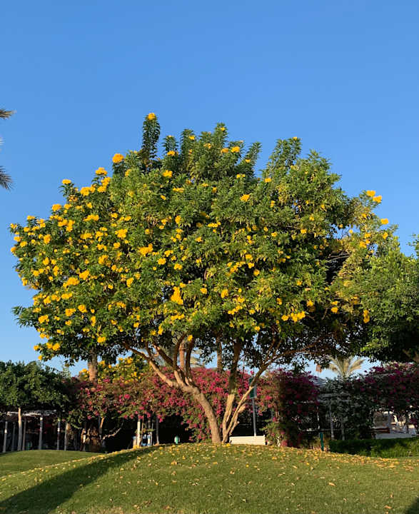 Gartenanlage Desert Rose