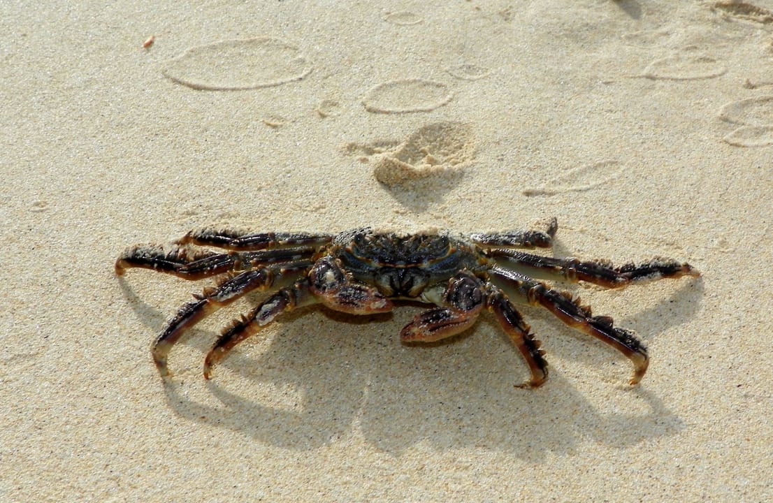 Krabbe Hotel Riu Touareg