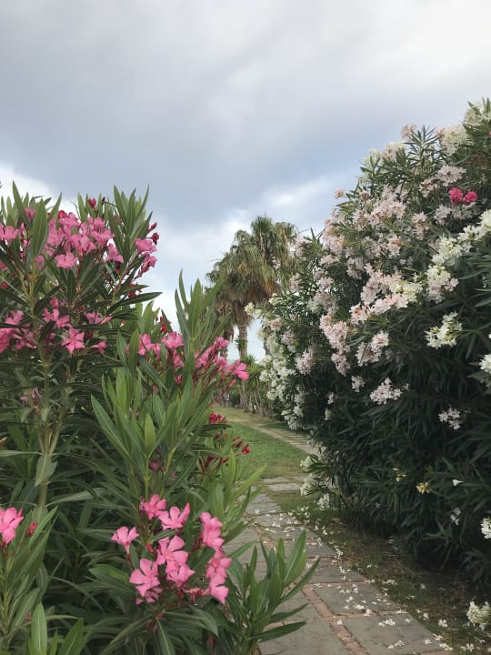 Gartenanlage Le Dune Beach Club