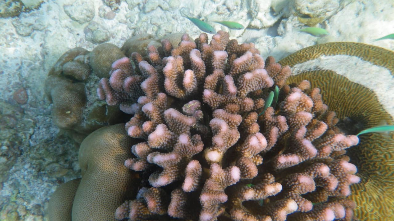 Korallen am Hausriff Adaaran Select Meedhupparu Island Resort - Premium All Inclusive